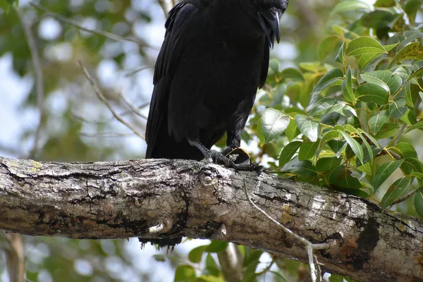 Grand Oiseau Noir Mangeant Une Tortue Assis Dans Arbre Dans — Photo