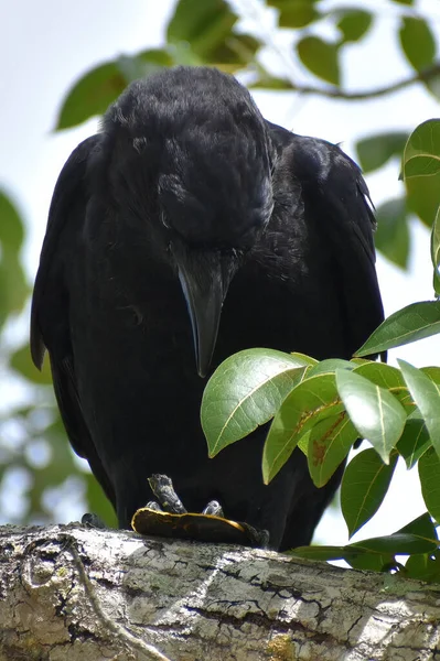 Μεγάλο Μαύρο Πουλί Τρώει Μια Χελώνα Ενώ Κάθεται Ένα Δέντρο — Φωτογραφία Αρχείου