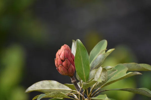 Nahaufnahme Der Samenschale Des Magnolienbaums Geringe Schärfentiefe — Stockfoto