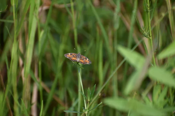 Tache Croissant Papillon Dans Marais — Photo