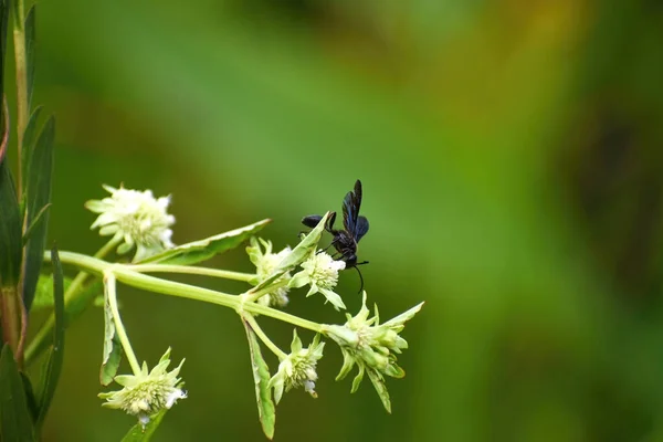 Blaue Schlammwespe Auf Einer Wildblume — Stockfoto