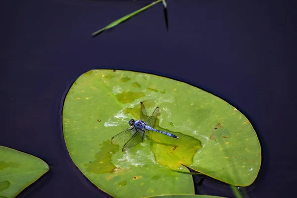 Erythemis Simplicicollis Aka Eastern Pondhawk Dragonfly — стоковое фото