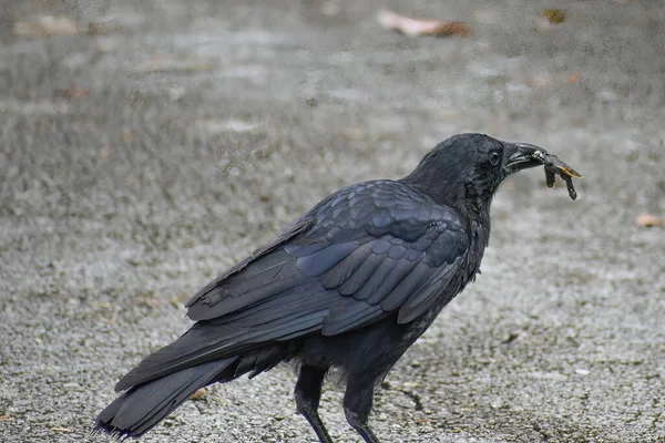 Large Black Bird Eating Turtle While Sitting Tree Shark Valley — Stock Photo, Image