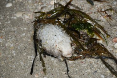 Çevre kirliliği ve alglerin açması sonucu kıyıya vuran balıklar.