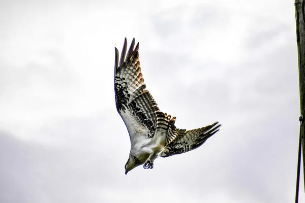 Raptor Zit Stijgt Van Een Telefoonpaal Het Moeras — Stockfoto