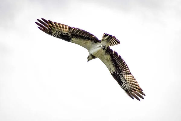 Raptor Zit Stijgt Van Een Telefoonpaal Het Moeras — Stockfoto