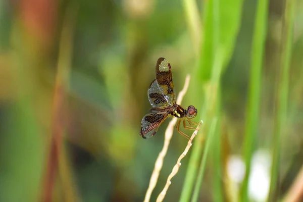 Eastern Amberwing Dragonfly Louisiana Swamp — Stock Photo, Image