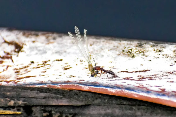 Ant Eats Large Bug Kills — Stock Photo, Image