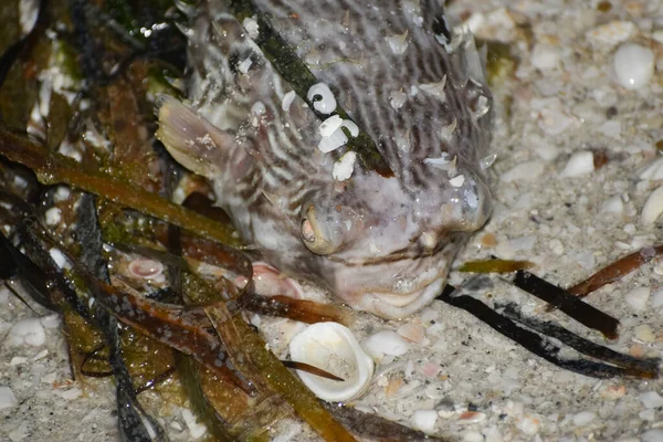 Dmuchać Ryby Wyrzucone Brzeg Zanieczyszczeniem Środowiska Kwitną Glony — Zdjęcie stockowe