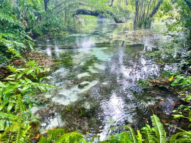 Florida 'nın tatlı su kaynaklarının turkuaz suları bir yağmur fırtınası sırasında