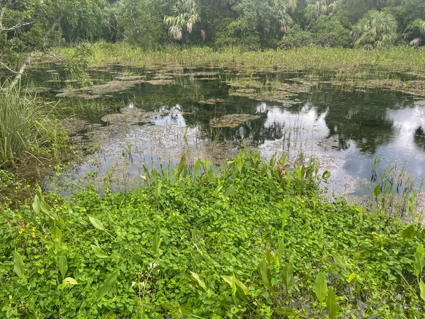 Бирюзовые Воды Источников Пресной Воды Флориды Время Дождевой Бури — стоковое фото