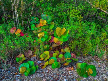 Florida 'da bir adada deniz tecavüzleri
