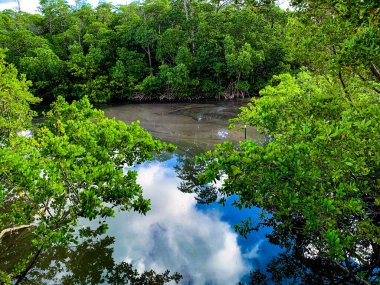 Güney Florida sahillerinde kirli sular..