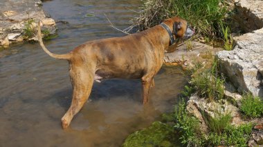 Grand Falls yakınlarındaki Joplin, Missouri 'de Shoal Creek' te köpek oynar ve su içer..