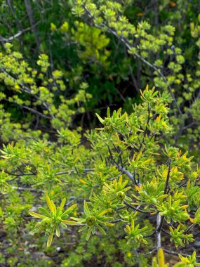 Florida 'daki Suriana maritima çalılığı