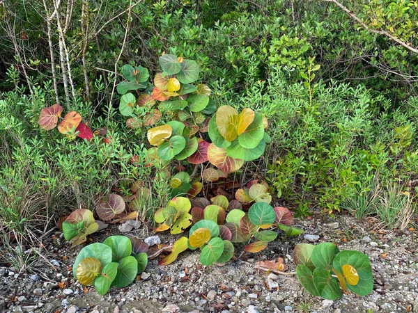 Seagrapes Sur Une Île Floride — Photo