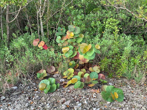 Seagrapes Sur Une Île Floride — Photo