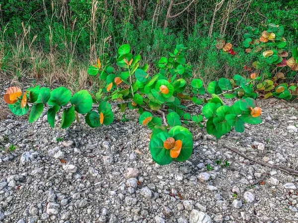 Seagrapes Sur Une Île Floride — Photo