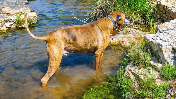 Hund Spielt Und Trinkt Wasser Shoal Creek Joplin Missouri Der — Stockfoto
