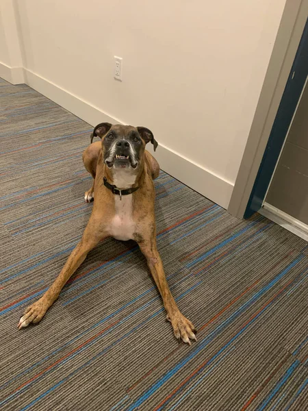 Boxer Cão Com Brindle Marcações — Fotografia de Stock