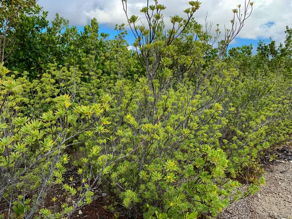 Suriana Maritima Bush Florida Scrub Land — Stock Photo, Image