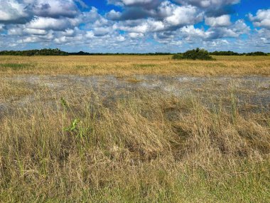 Bataklığın bataklık bozkır ekosisteminde Cladium jamaicense (sawgrass)