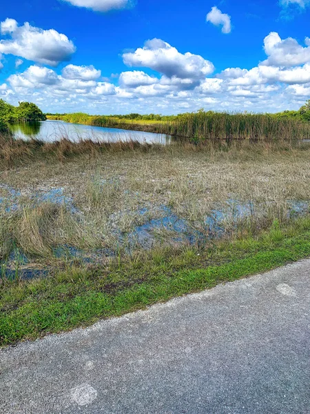 Cladium Jamaicense Herbe Scier Dans Écosystème Des Prairies Marécageuses Marais — Photo