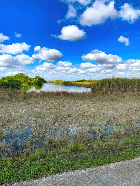 Cladium Jamaicense Herbe Scier Dans Écosystème Des Prairies Marécageuses Marais — Photo