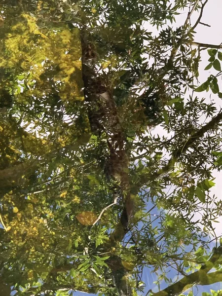 Bäume Spiegeln Sich Sumpfwasser — Stockfoto