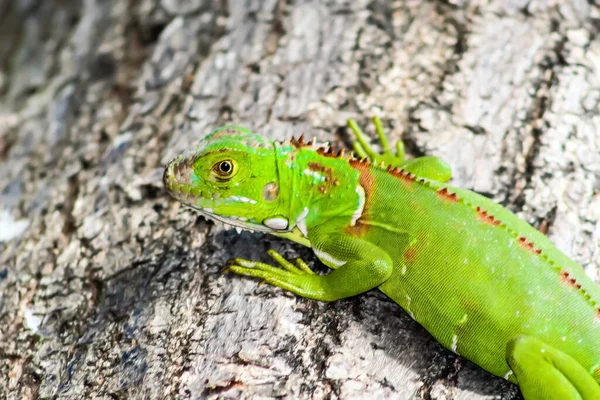 一个年轻的I Iguana 在美国佛罗里达州拍摄 它们通常是明亮的绿色 请注意 在幼龄阶段 猫头鹰的鳞片 下箭头 和鼓室 上箭头 — 图库照片