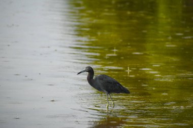 Yağmur damlaları düşer ve su sıçrarken küçük mavi balıkçıl suda yürüyor.
