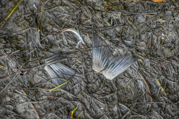 Left over pieces of fish after a bird hunted and ate it in the marsh