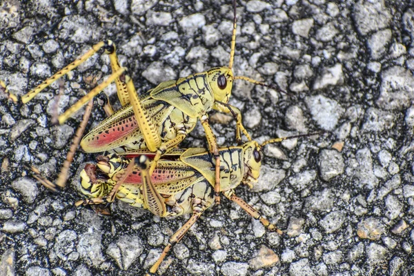 Orange Yellow Grasshopper Swamp — Stock Photo, Image