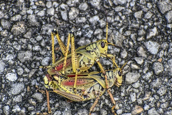 Saltamontes Naranjas Amarillas Pantano — Foto de Stock