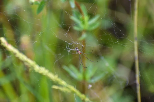 Leucauge Argyra Spider Also Known Orchard Orb Weaver Florida Swamp — Stock Photo, Image
