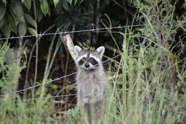 Uzun bataklık otlarında meraklı bir rakun