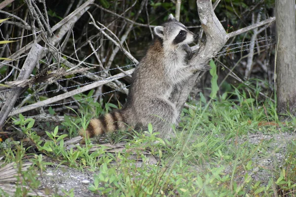 Uzun bataklık otlarında meraklı bir rakun