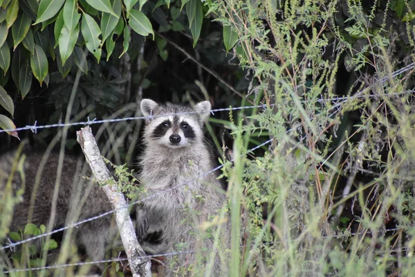 Uzun Bataklık Otlarında Meraklı Bir Rakun — Stok fotoğraf