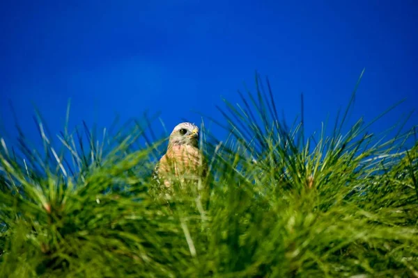 Roofvogel Boom Everglades — Stockfoto