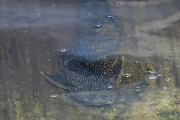 Wels Schwimmt Flachen Wasser — Stockfoto