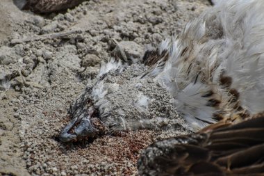Toprak yolda ölü kuş.