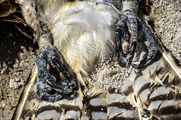 Martwy Ptak Ścieżce Brudu — Zdjęcie stockowe