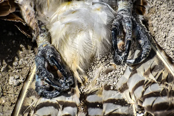 泥の道で死んだ鳥は — ストック写真