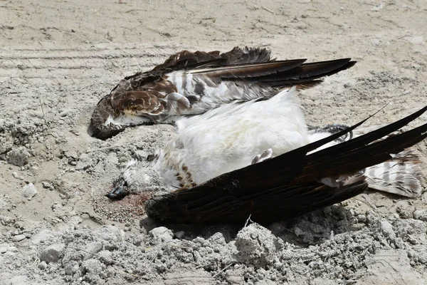 Uccello Morto Nel Sentiero Sterrato — Foto Stock