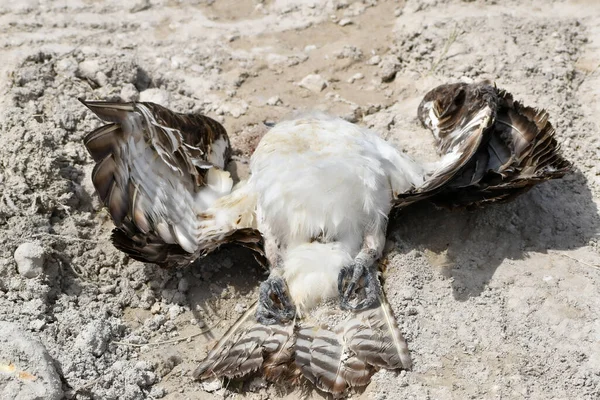 Dode Vogel Het Zandpad — Stockfoto