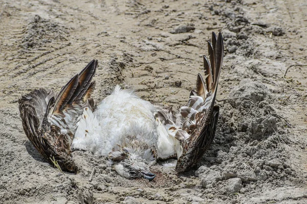 Uccello Morto Nel Sentiero Sterrato — Foto Stock