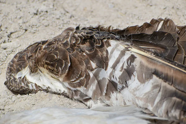 Uccello Morto Nel Sentiero Sterrato — Foto Stock