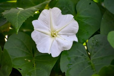Ay Çiçeği namı diğer ipomoea alba