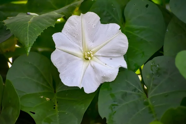 Moon Flower aka ipomoea alba