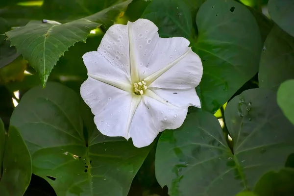 Moon Flower aka ipomoea alba or tropical white morning-glory